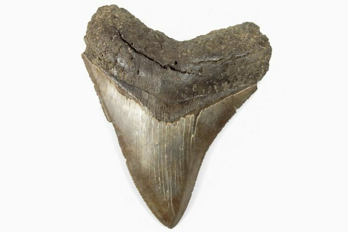 Serrated, 4.22" Fossil Megalodon Tooth - Razor Sharp
